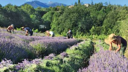 Cueillette collective de lavande au pied des Pyrénées