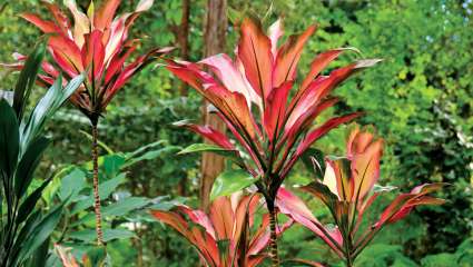 La cordyline : pourquoi elle est vénérée dans tout le Pacifique ?