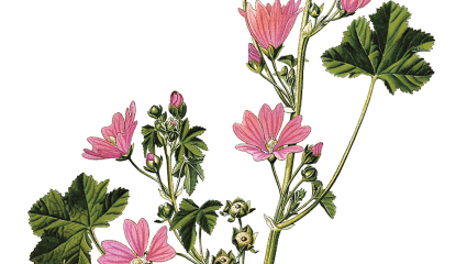 La mauve sylvestre