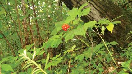 Ginseng : la racine des anciens